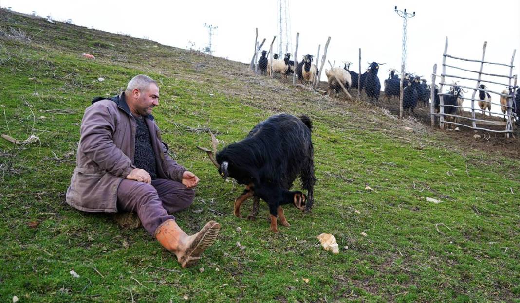 Görenler gözlerine inanamıyor: Tam 3 adet...! Görmek için civar köylerden geliyorlar 2